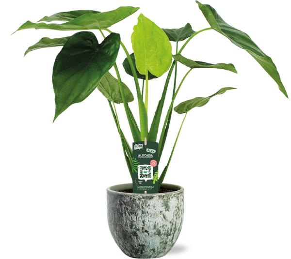 Zwergelefantenohr - Alocasia Cucullata - Ø19cm - ↕55cm + Sem Pot D20x18cm - Topf Grün