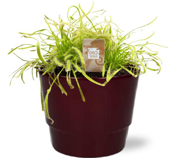 Sonnentau - Drosera Capensis Alba (Wit) - Ø12cm - ↕17cm + Pot Basic D14,5x12cm - Topf Bordeaux