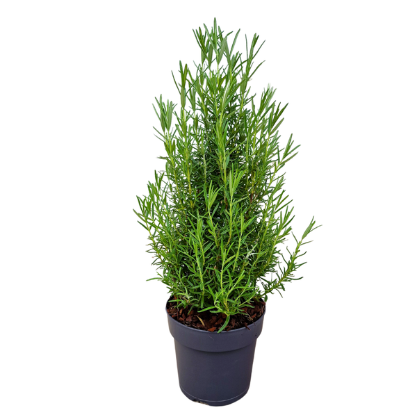 Rosmarin - Rosmarinus officinalis - Echte geurende Kerstboom - 15 cm Ø - 40-50 cm ↨