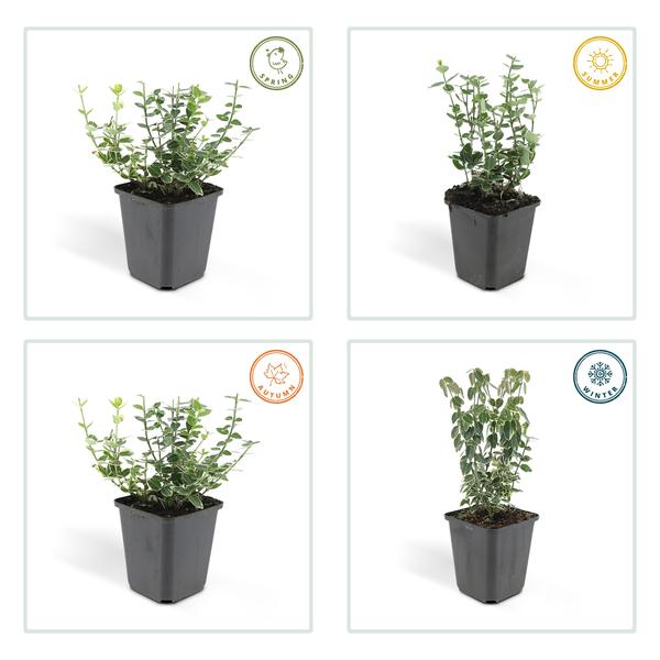 Weißbunte Kriechspindel - Euonymus 'Emerald 'n Gaity' - ↕10-25cm - Ø9cm 60 Stück