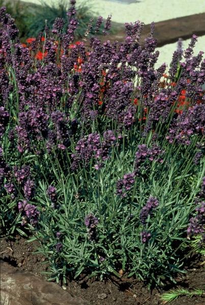 Lavendel - Lavandula ang. 'Munstead' - ↕10-25cm - Ø9cm - 6x