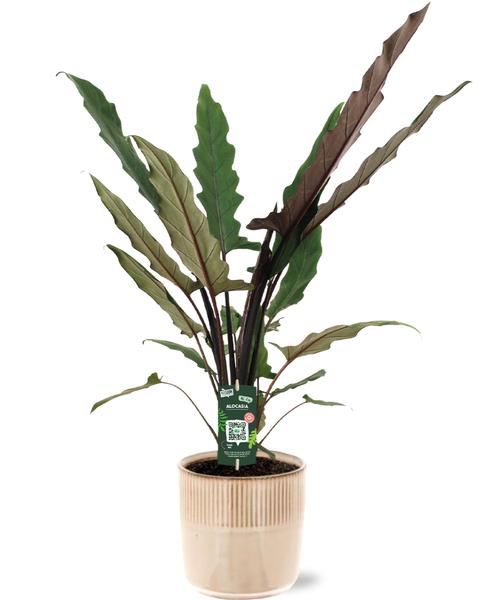 Elefantenohr - Alocasia Lauterbachiana - Ø19cm - ↕80cm + Terni Pot D20x20cm - Topf Rosa