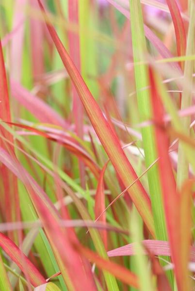 Japanisches Blutgras - Imperata cylindrica 'Red Baron' - ↕10-25cm - Ø9cm - 6x