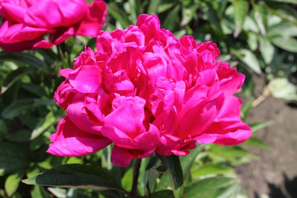 Pfingstrose - Paeonia 'Karl Rosenfield' - 4 Stück