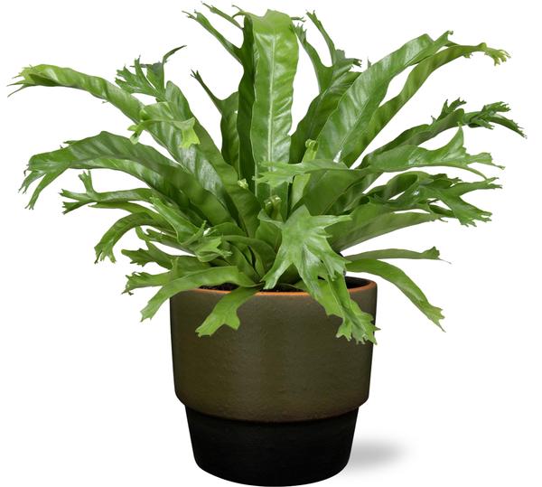 Vogelnestfarn - Asplenium Nidus Crissie - Ø17cm - ↕40cm + Erik Pot D18x15cm - Topf Dunkelgrün