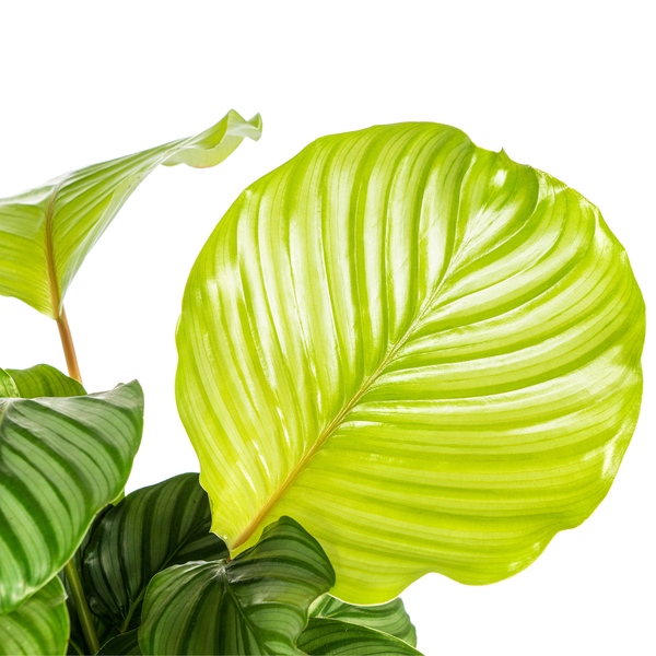 Gebetsplfanze - Calathea Orbifolia Ø17cm - ↕45cm