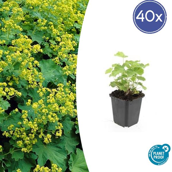 Frauenmantel - Alchemilla mollis - ↕10-25cm - Ø9cm 40 Stück
