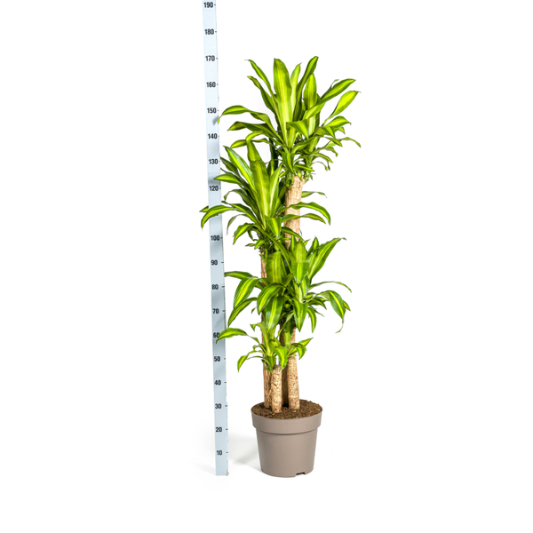 Drachenbaum - Dracaena Fragrans Massangeana Ø30cm - ↕180cm