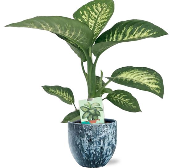 Dieffenbachia Seguine Tropic Snow - Ø19cm - ↕70cm +  Sem Pot D20x18cm - Topf Blau