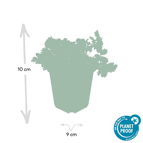 Golderdbeere - Waldsteinia ternata - ↕10-25cm - Ø9cm 6 Stück