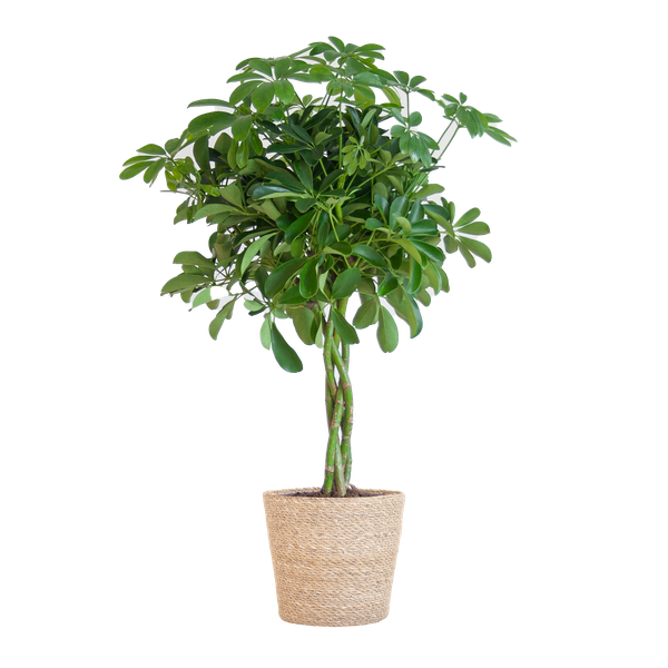 Strahlenaralie - Schefflera Arab Nora mit Korb Sofia natur - 70cm - Ø21