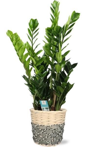 Smaragdpalme - Zamioculcas - Ø21cm - ↕100cm + Lexi Pot D23x21cm - Topf Grau