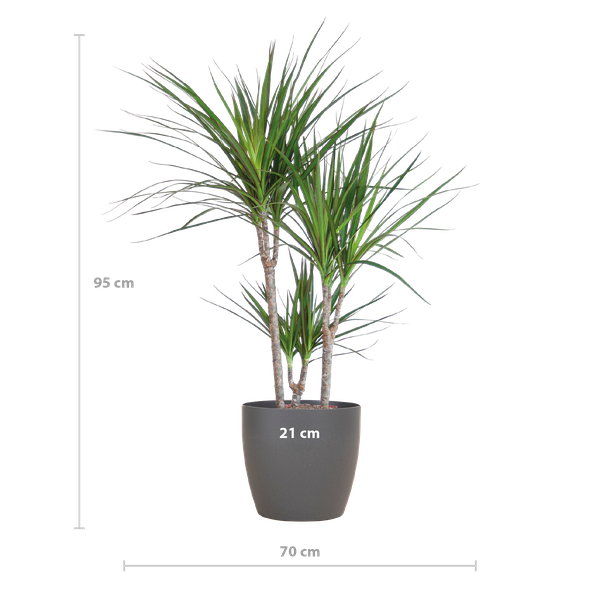 Drachenbaum - Dracaena Marginata mit Viber Topf grau – 95 cm – Ø21