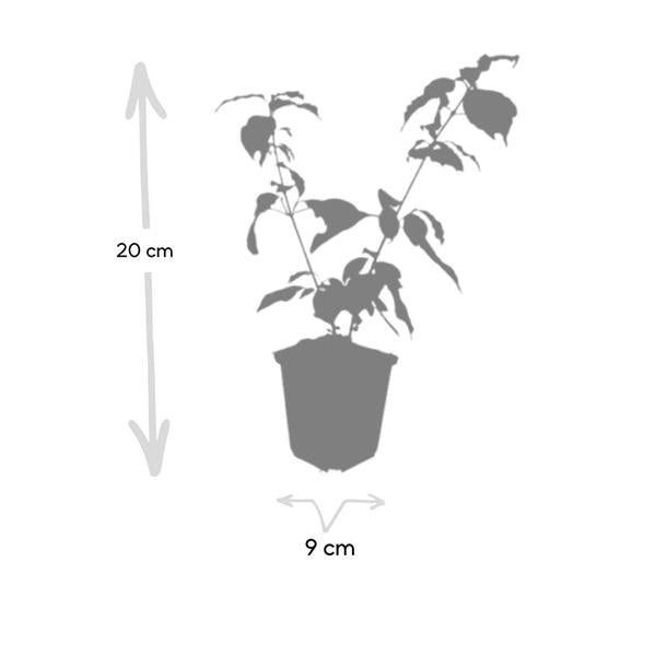 Roter Hartriegel - Cornus sang. 'Anny's Winter Orange' - ↕10-25cm - Ø9cm  - 12x