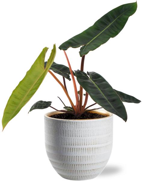 Baumfreund - Philodendron Billietiae - Ø12cm - ↕25cm + Beau Pot D14x13cm - Topf weiß