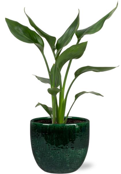 Strelitzia Reginae - Ø12cm - ↕35cm + Jolin Pot D14x13cm - Topf Grün