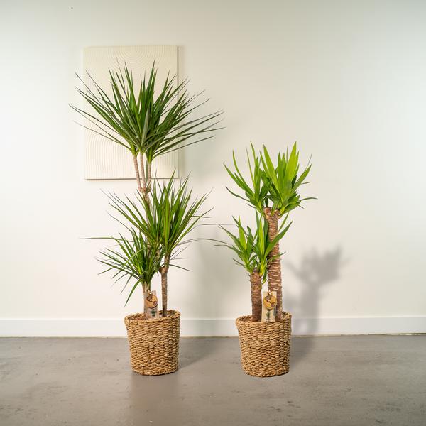 Palmen Mix - Dracaena -↨120cm - Ø21cm + Yucca - ↨100cm - Ø21cm