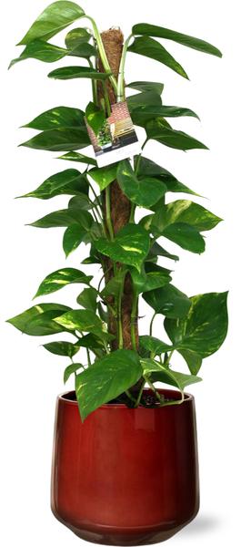 Efeutute - Scindapsus Epipremnum - Ø19cm - ↕80cm + Puglia Pot D21/23,5x21cm - Topf Rot