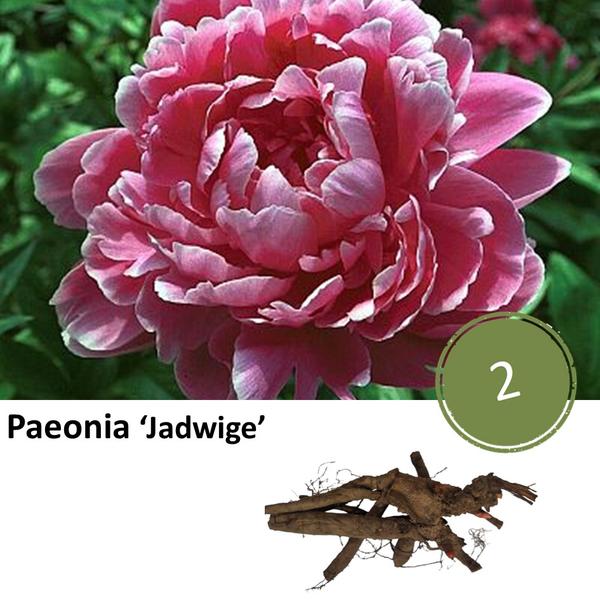 Pfingstrose - Paeonia 'Jadwige' - 2 Stück