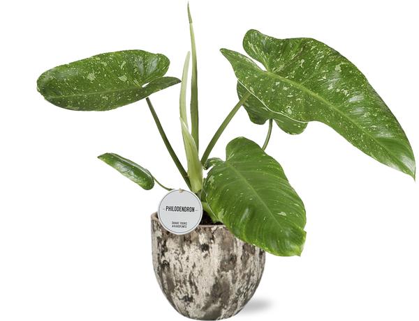 Baumfreund - Philodendron Jose Buono - Ø15cm - ↕45cm + Sem Pot D16x14cm - Topf braun