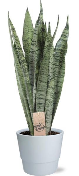 Ceylon Bogenhanf - Sansevieria Zeylanica - Ø17cm - ↕70cm + Pot Basic D18x15cm - Topf Weiß