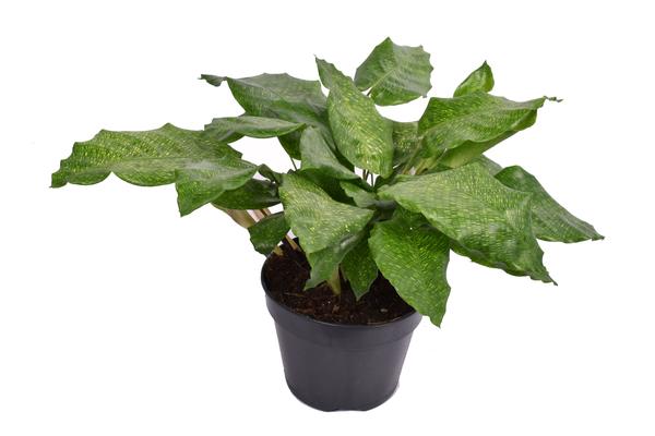 Korbmarante - Calathea Musaica Network - Ø14cm - ↕35cm