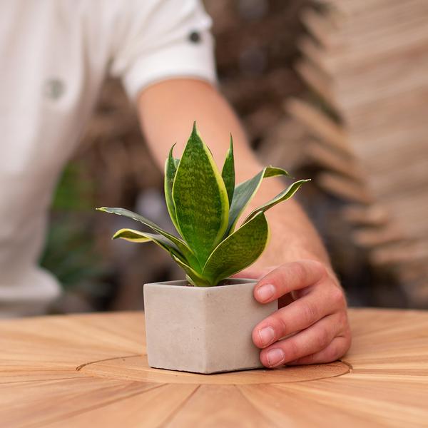 Geschenkgruß - Congreetz® plantpots + Sansevieria | Gute Besserung