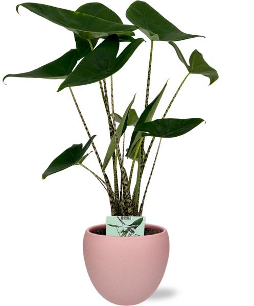 Elefantenohr - Alocasia Zebrina - Ø19cm - ↕75cm + Bowl Pot D19/21x18,5cm - Topf Rosa