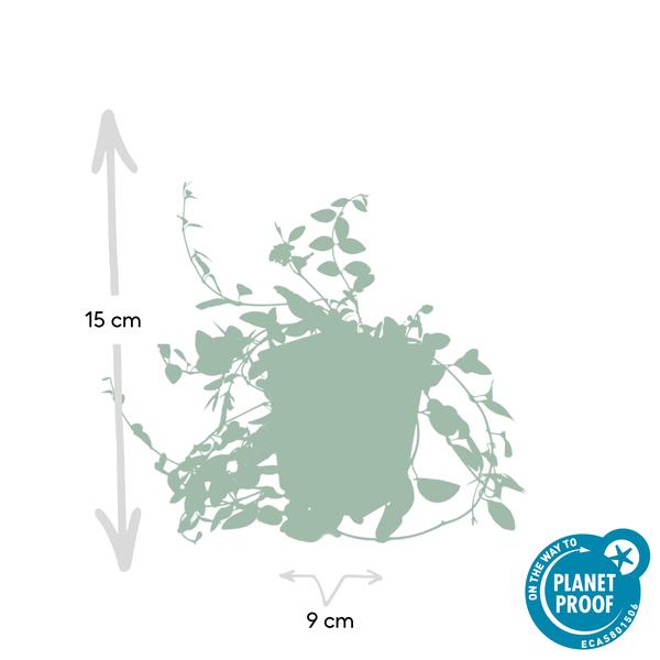 Kleines rotblühendes Immergrün - Vinca minor 'Atropurpurea', - ↕10-25cm - Ø9cm 6 Stück