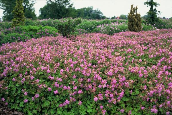 Cambridge Storchschnabel - Geranium cant. 'Cambridge' - ↕10-25cm - Ø9cm - 12x