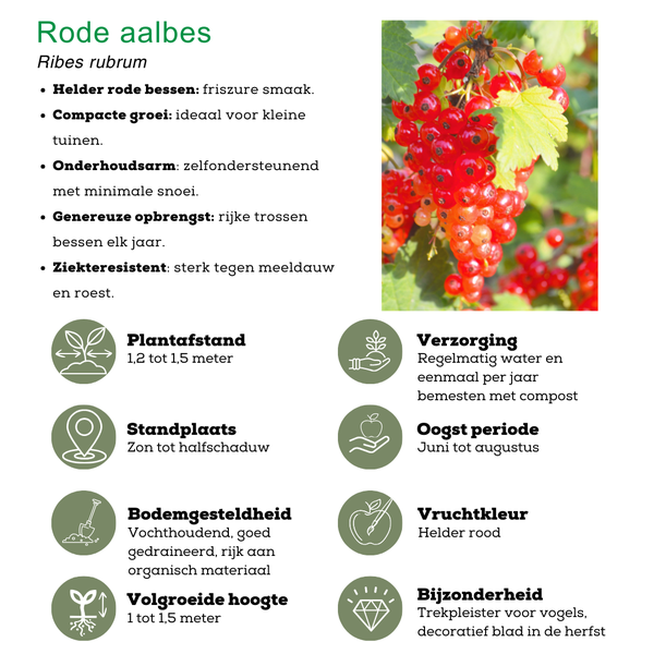 Beeren Mix -"Fruchtparadis" BIO Obstpflanzen - 4 verschiedene Sorten