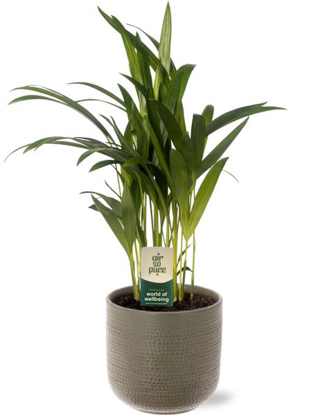 Arecapalme Dypsis Lutescens - Ø12cm - ↕40cm + Aresso Pot D13x12,5cm - Topf Grau Grün