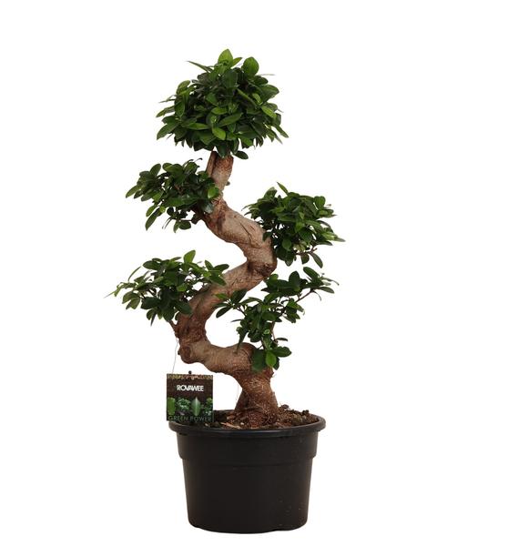 Ficus Ginseng - Ficus Microcarpa Ginseng - 80 cm - Ø23cm