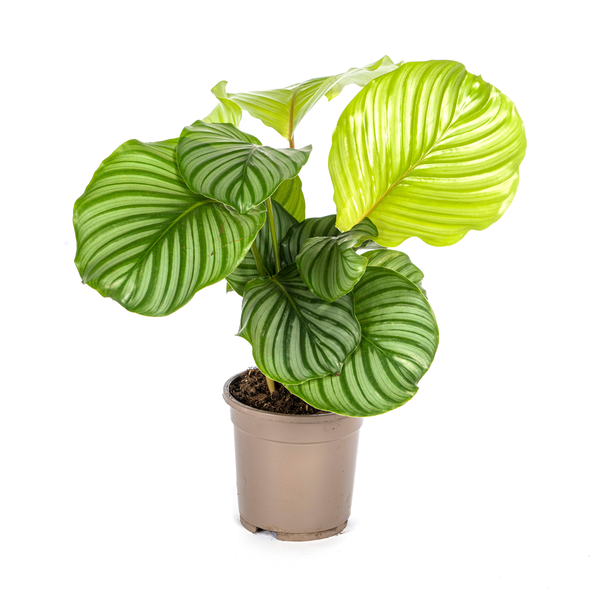 Gebetsplfanze - Calathea Orbifolia Ø17cm - ↕45cm