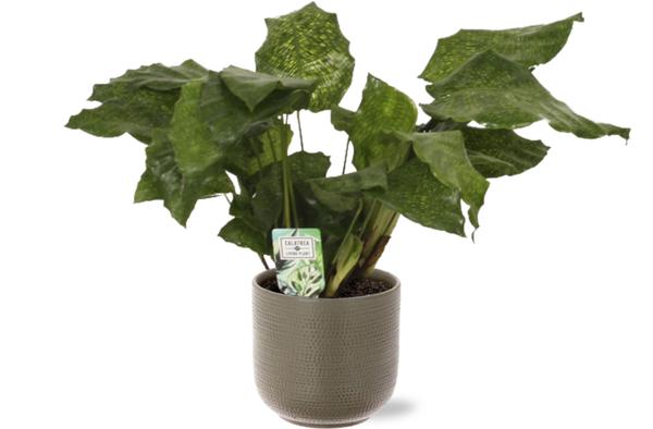 Gebetspflanze - Calathea Network - Korbmarante - Ø14cm - ↕30cm + Aresso Pot D15,5x14,5cm - Topf Grau Grün