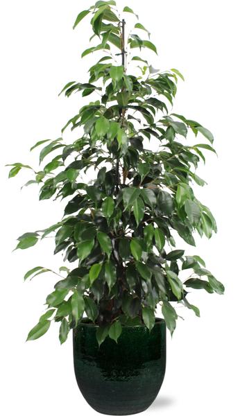 Birkenfeige - Ficus benjamina Danielle - Ø21cm - ↕95cm + Jolin Pot D24x23cm - Topf Grün