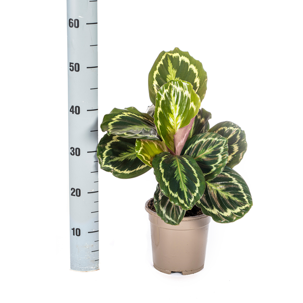 Pfauenpflanze - Calathea Medallion - Korbmarante - Ø17cm - ↕45cm