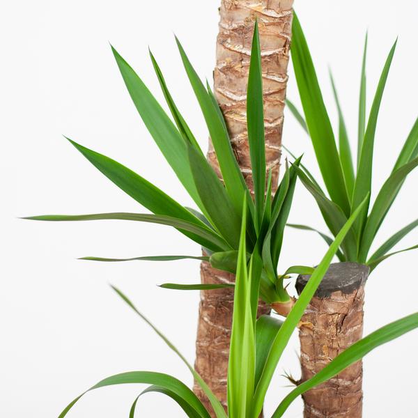 Yucca XL mit Torun-Korb – 125 cm – Ø24