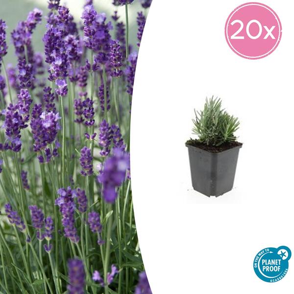 Lavendel - Lavandula ang. 'Dwarf Blue' - ↕10-25cm - Ø9cm - 20x