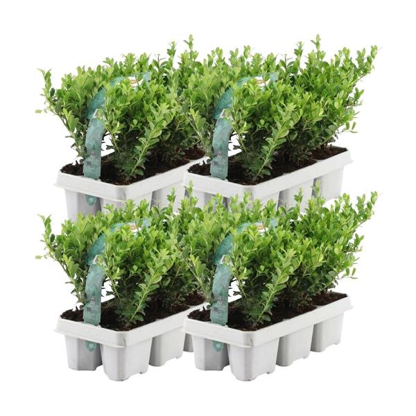 Japanische Stechpalme - Ilex crenata 'Jenny' - 24 x Ø7 cm - ↕15 cm - 4 x 6 pack  24 Stück