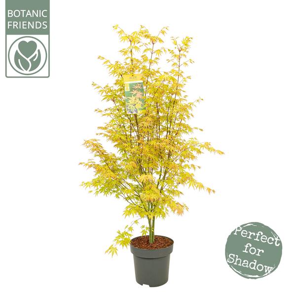 Japanischer Ahorn Orange - Acer Palmatum 'Orange Dream' - Ø34cm - ↕145cm