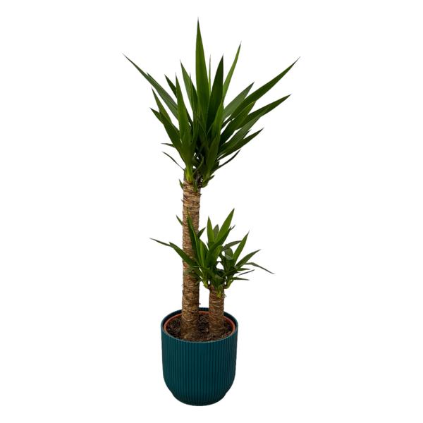 Yucca - ↨100cm - Ø21cm inklusive elho Vibes Fold Round Topf blau D22xH20