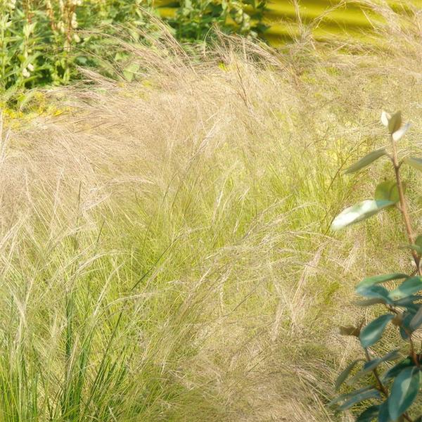 Zartes Federgras - Stipa tenuissima 'Ponytails' - ↕10-25cm - Ø9cm 60 Stück