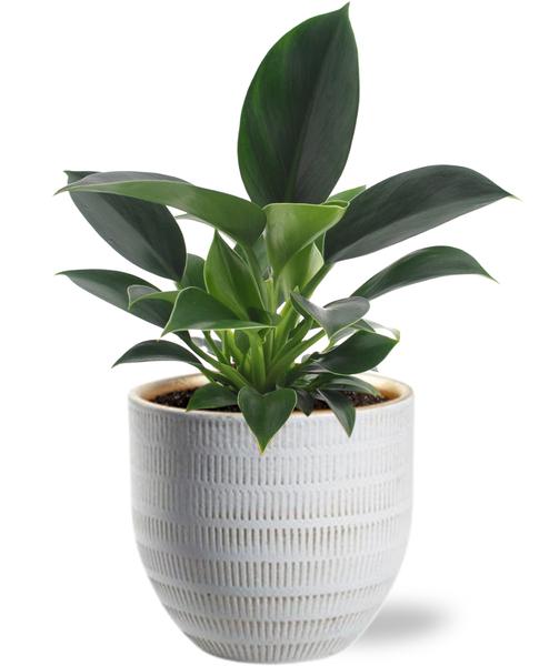 Baumfreund - Philodendron Green Princess - Ø12cm - ↕25cm +  Beau Pot D14x13cm - Topf weiß