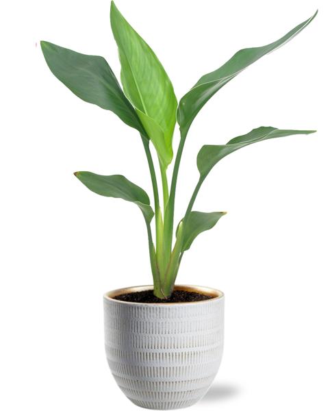 Strelitzia Reginea - Ø12cm - ↕40cm + Beau Pot D14x13cm - Topf Weiß