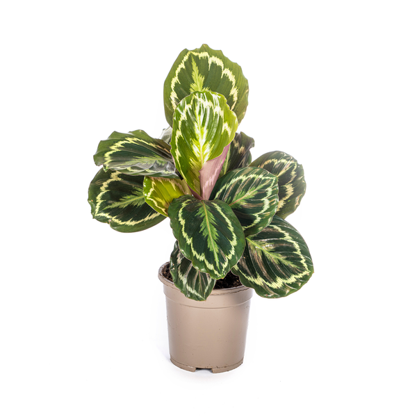 Pfauenpflanze - Calathea Medallion - Korbmarante - Ø17cm - ↕45cm