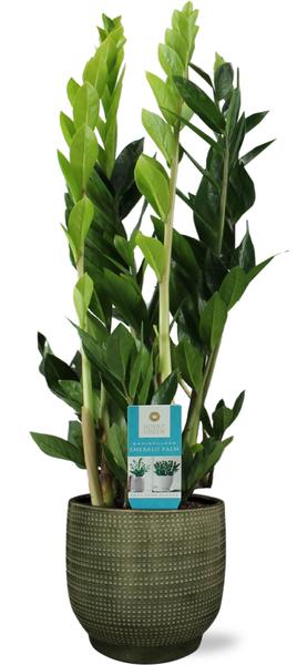 Smaragdpalme - Zamioculcas Zamiifolia - Ø17cm - ↕70cm + Lykke Pot D18x16cm - Topf Grün