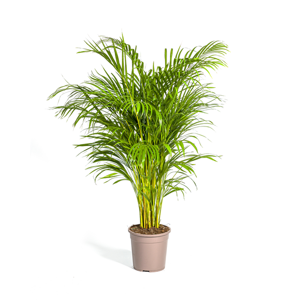 Arecapalme - Dypsis Areca Lutescens Ø24cm - ↕140cm