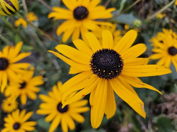 Leuchtender Sonnenhut - Rudbeckia fulgida 'Goldsturm' - ↕10-25cm - Ø9cm - 40x