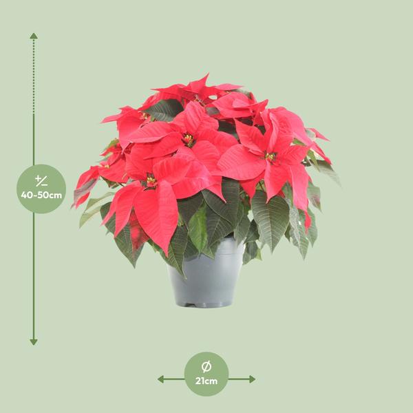 Weihnachtsstern - Poinsettia Xmas Feeling (rood) - Ø21cm - ↕50cm